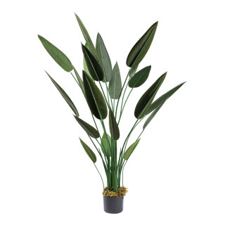 Bird of paradise in pot 28 leaves, out of plastic     Size: 180cm, pot: Ø 15cm    Color: green