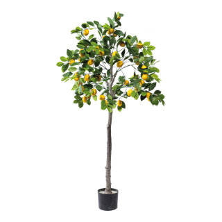 Lemon tree in pot out of plastic     Size: 150cm, pot: Ø 15cm    Color: green/yellow