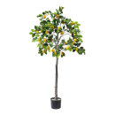 Lemon tree in pot out of plastic     Size: 150cm, pot:...