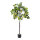 Lemon tree in pot out of plastic     Size: 150cm, pot: Ø 15cm    Color: green/yellow