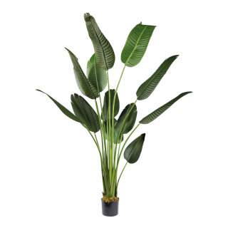 Banana palm tree 13 leaves, out of plastic     Size: 180cm, pot: Ø 19cm    Color: green