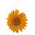 Blüte aus Papier mit Hänger     Groesse: 60cm    Farbe: orange