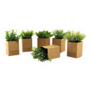 Plants in paper pot 6 in set     Size: 15cm, 7x7x9cm...