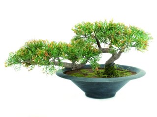 EUROPALMS Bonsai-Zeder, Kunstpflanze, 40cm