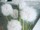 EUROPALMS Dandelion, artificial flower, 107cm