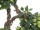 EUROPALMS Ficus Multi Spiralstamm, Kunstpflanze, 160cm