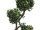 EUROPALMS Ficus Multi Spiralstamm, Kunstpflanze, 160cm