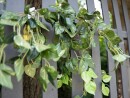 EUROPALMS Pothos bush tendril classic, artificial, 60cm