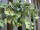 EUROPALMS Pothos bush tendril classic, artificial, 60cm