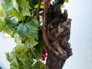 EUROPALMS Grape bush, premium, artificial, 100cm