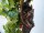 EUROPALMS Grape bush, premium, artificial, 100cm