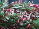 EUROPALMS Grass tendril, artificial, green-red, 105cm