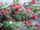 EUROPALMS Grass tendril, artificial, green-red, 105cm