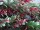 EUROPALMS Grass tendril, artificial, green-red, 105cm