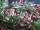 EUROPALMS Grass tendril, artificial, green-red, 105cm