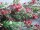 EUROPALMS Grass tendril, artificial, green-red, 105cm
