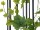 EUROPALMS Grape garland premium, artificial, 180cm