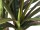 EUROPALMS Dracena, künstlich, 120cm