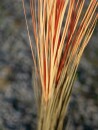 EUROPALMS Reed grass, light brown, artificial,  127cm