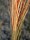 EUROPALMS Reed grass, light brown, artificial,  127cm