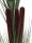 EUROPALMS Reed grass with cattails,dark-green, artificial, 152cm