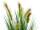 EUROPALMS Moor-grass in pot, artificial, 60cm