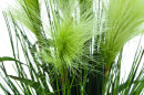 EUROPALMS Federgras, künstlich, weiß, 60cm
