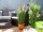 EUROPALMS Feather grass, artificial, rosé, 90cm