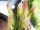 EUROPALMS Feather grass, artificial, rosé, 90cm