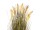 EUROPALMS Weizen erntereif, künstlich, 60cm