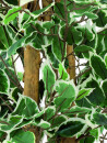 EUROPALMS Silberficus-Benjamini, Kunstpflanze,  180cm