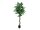 EUROPALMS Silberficus-Benjamini, Kunstpflanze,  180cm