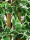 EUROPALMS Silberficus-Benjamini, Kunstpflanze,  180cm