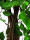 EUROPALMS Ficus-Benjamini Multi-Stamm, Kunstpflanze, 210cm
