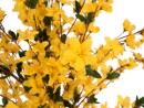 EUROPALMS Forsythienbaum mit 3 Stämmen,...