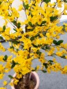 EUROPALMS Forsythienbaum mit 3 Stämmen,...