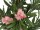 EUROPALMS Oleander Tree, artificial plant, pink, 150 cm