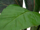 EUROPALMS Mangoldbusch, künstlich,  45cm