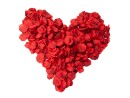 EUROPALMS Rose Petals, artificial, red, 500x