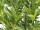EUROPALMS Bamboo Deluxe, artificial plant, 150cm