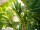 EUROPALMS Bamboo Deluxe, artificial plant, 150cm