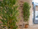 EUROPALMS Bamboo Deluxe, artificial plant, 180cm