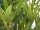 EUROPALMS Bamboo Deluxe, artificial plant, 180cm