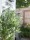 EUROPALMS Bambus Multistamm, Kunstpflanze, 180cm