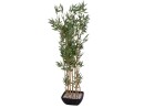 EUROPALMS Bamboo in bowl, artificial, 150cm