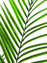 EUROPALMS Areca palm with big leaves, artificial plant,...