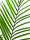 EUROPALMS Areca palm with big leaves, artificial plant, 165cm