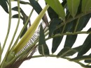 EUROPALMS Parlor Palm, artificial plant, 150cm