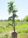 EUROPALMS Parlor Palm, artificial plant, 150cm
