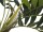 EUROPALMS Parlor Palm, artificial plant, 150cm